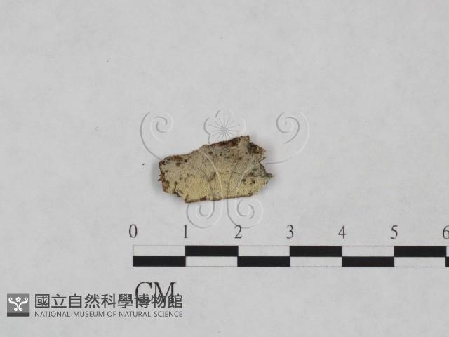 登錄號:F0024954藏品圖，第1張