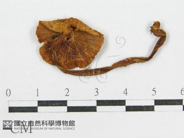 登錄號:F0004954藏品圖，第1張