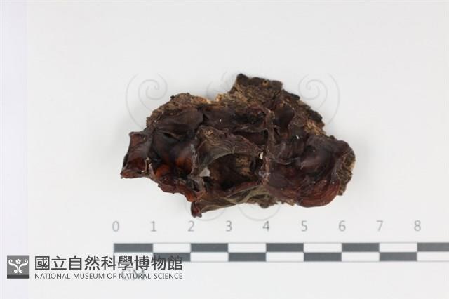 登錄號:F0034954藏品圖，第1張
