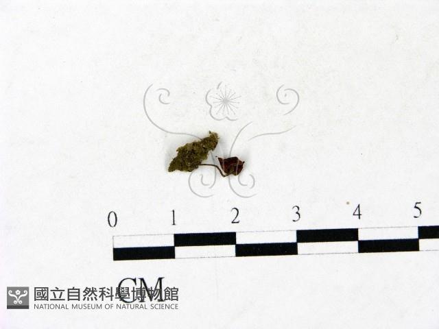 小皮傘屬藏品圖，第1張