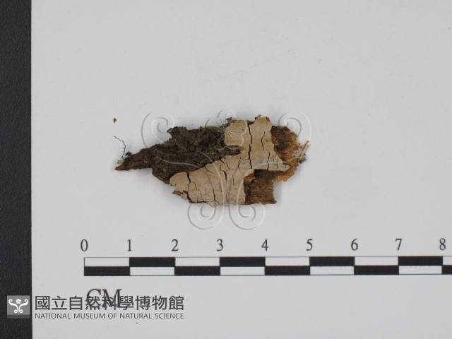 登錄號:F0002954藏品圖，第1張