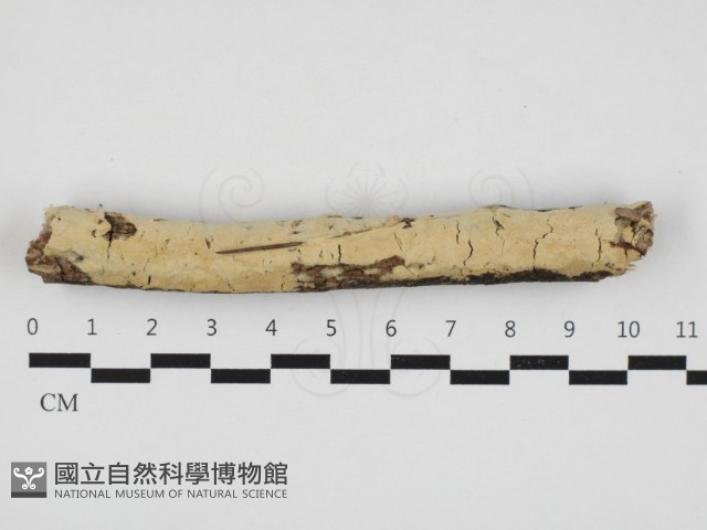登錄號:F0032954藏品圖，第1張