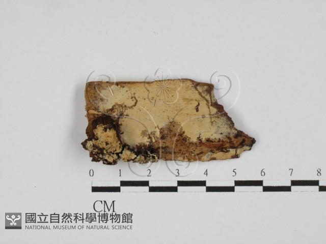 剛毛絲皮菌藏品圖，第1張