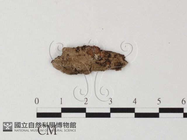 登錄號:F0007954藏品圖，第1張