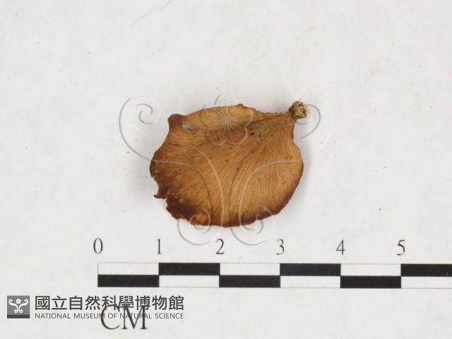 登錄號:F0025954藏品圖，第1張