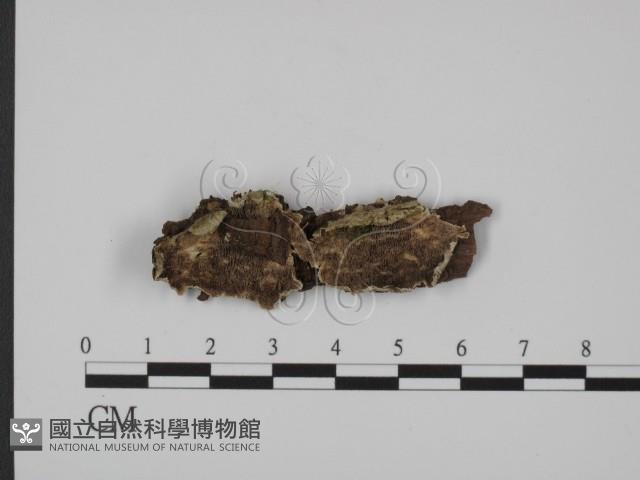 登錄號:F0005954藏品圖，第1張