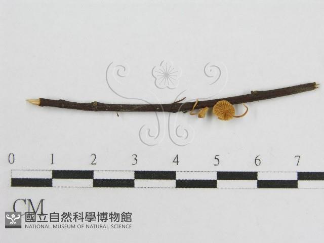 微皮傘屬藏品圖，第1張