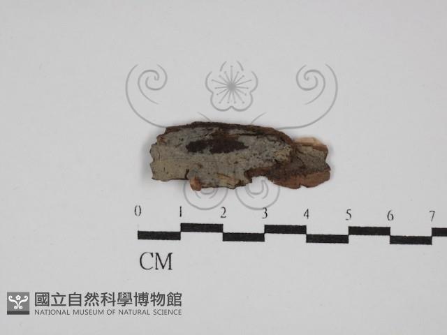 登錄號:F0029954藏品圖，第1張