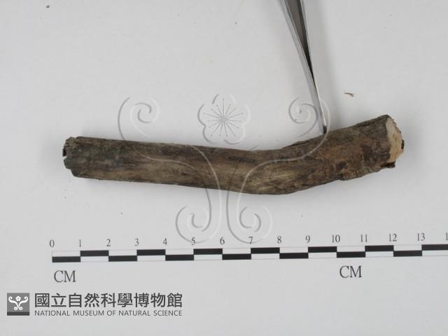 登錄號:F0009954藏品圖，第1張