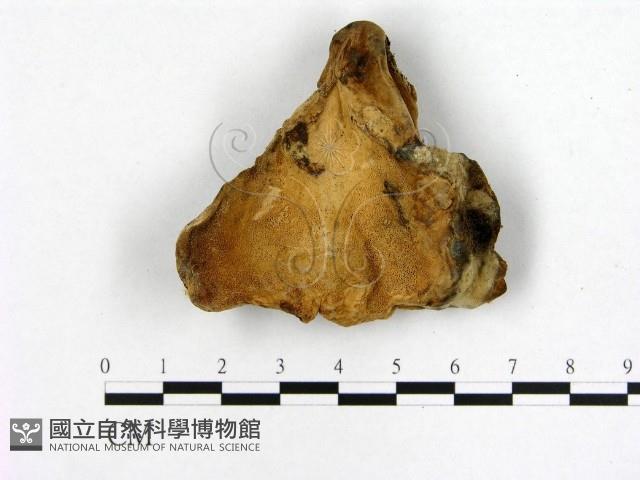 登錄號:F0003954藏品圖，第1張