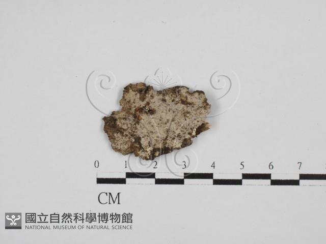 刺皮菌屬藏品圖，第1張
