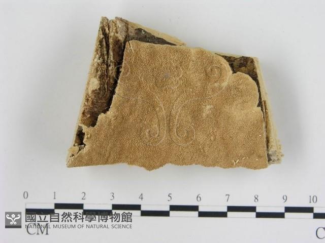 登錄號:F0008654藏品圖，第1張