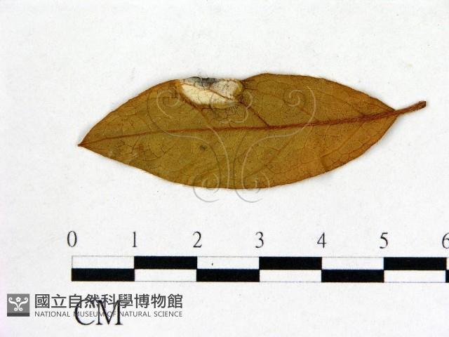 登錄號:F0020654藏品圖，第1張