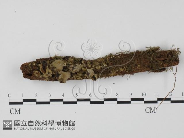 登錄號:F0000654藏品圖，第1張