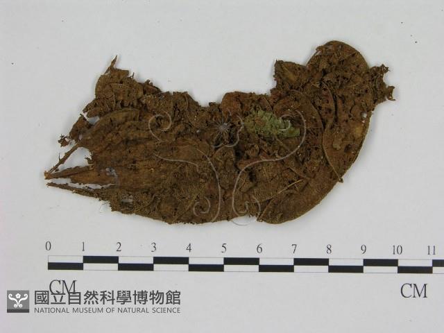 小菇屬藏品圖，第1張