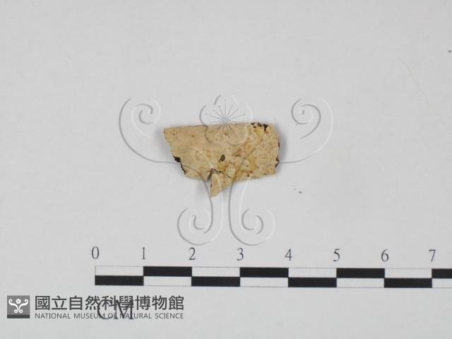 登錄號:F0016654藏品圖，第1張