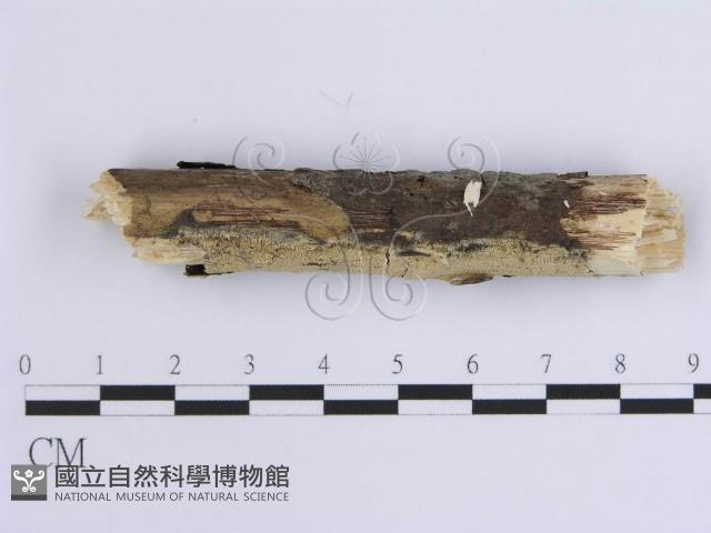 齒耳菌屬藏品圖，第1張