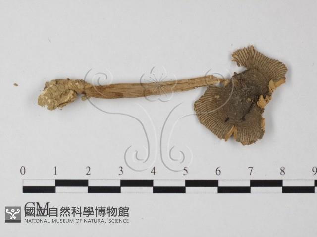登錄號:F0002654藏品圖，第1張