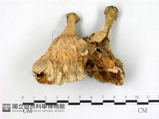 優雅波邊革菌藏品圖，第1張