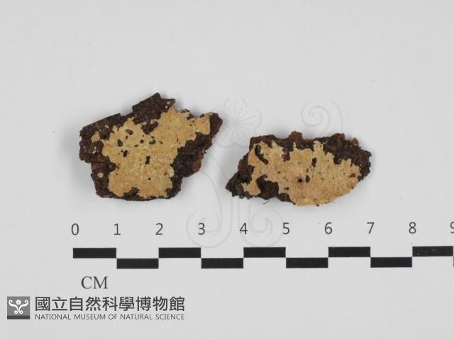 硬孔菌屬藏品圖，第1張