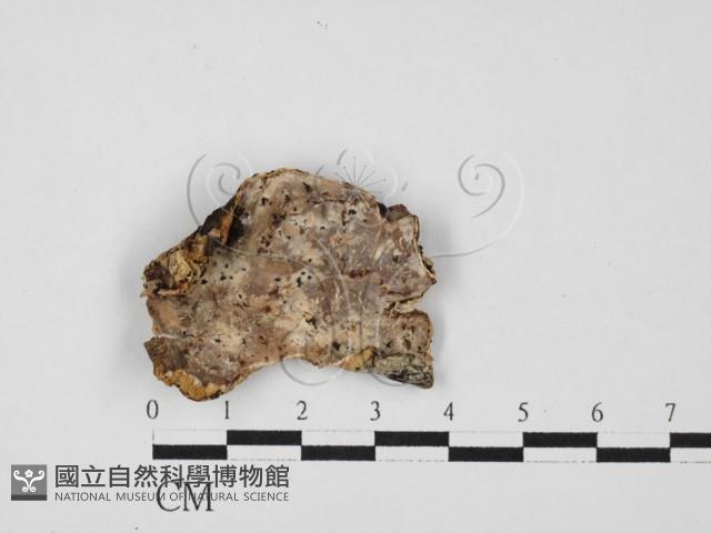 刺皮菌屬藏品圖，第1張