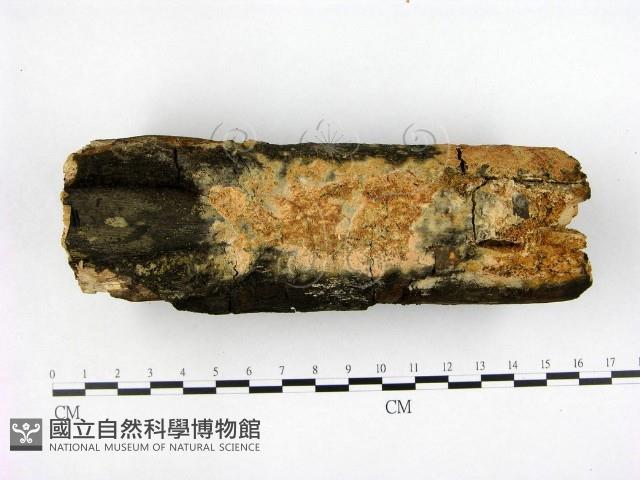 登錄號:F0007654藏品圖，第1張