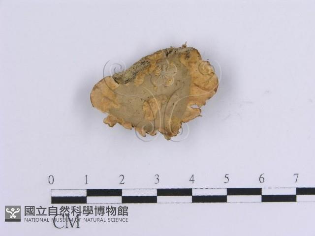韌革菌屬藏品圖，第1張