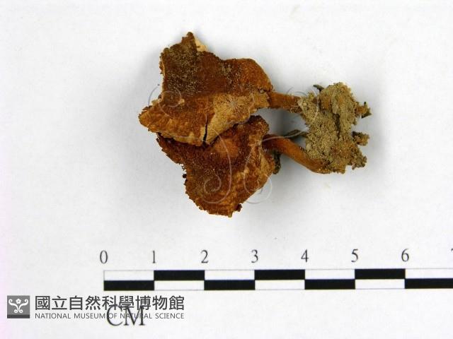 登錄號:F0015654藏品圖，第1張