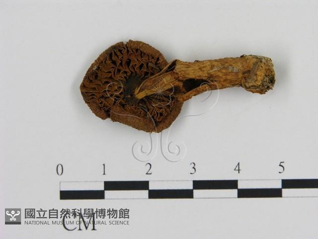 登錄號:F0009654藏品圖，第1張