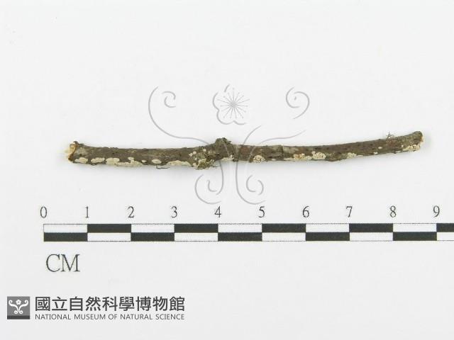 登錄號:F0013654藏品圖，第1張