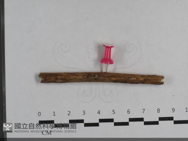 登錄號:F0033654藏品圖，第1張