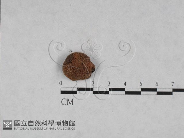 登錄號:F0028454藏品圖，第1張