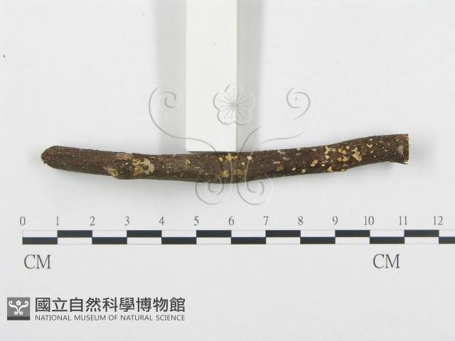 登錄號:F0008454藏品圖，第1張