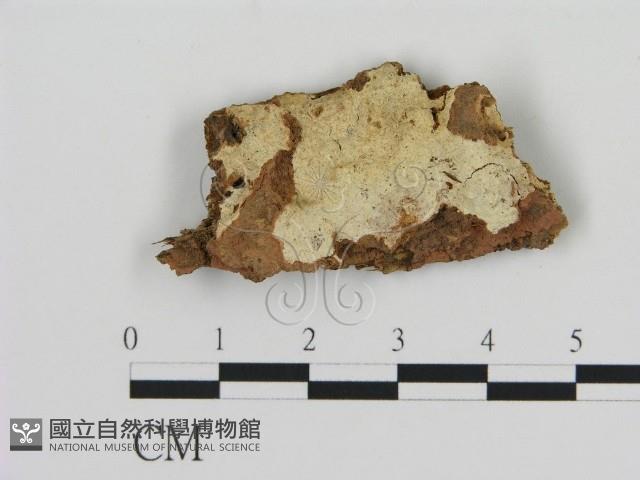 登錄號:F0020454藏品圖，第1張