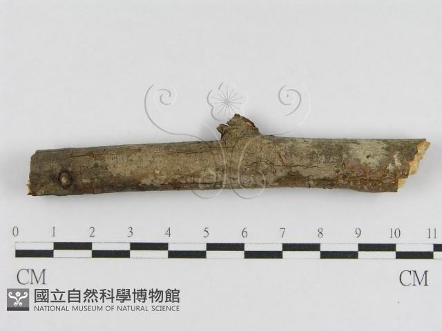 登錄號:F0010454藏品圖，第1張