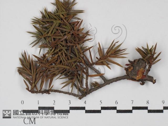登錄號:F0030454藏品圖，第1張