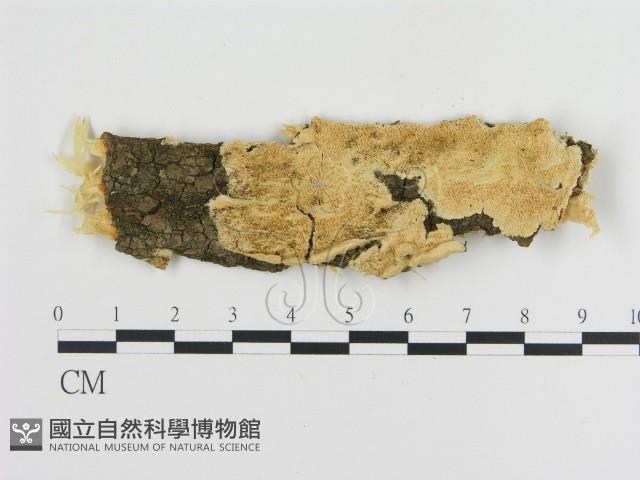 登錄號:F0006454藏品圖，第1張
