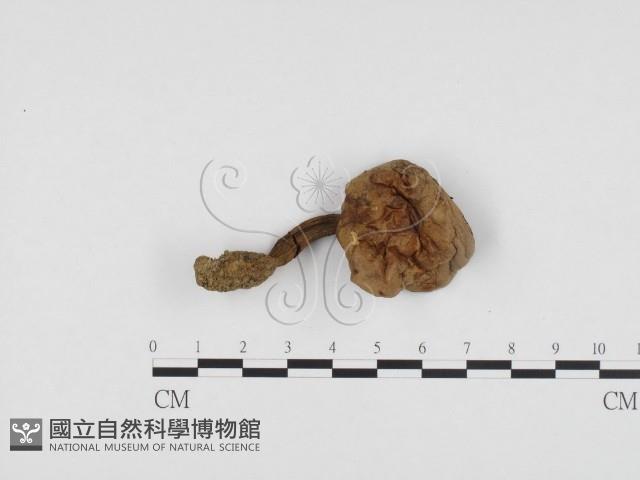 登錄號:F0024454藏品圖，第1張