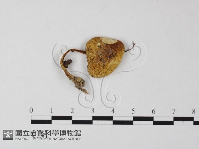 登錄號:F0014454藏品圖，第1張