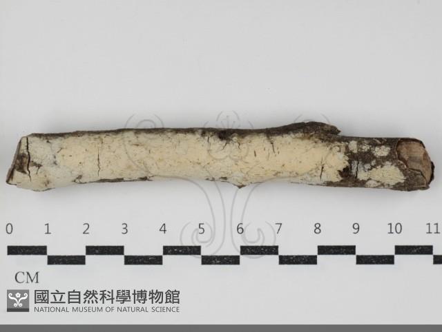 登錄號:F0034454藏品圖，第1張