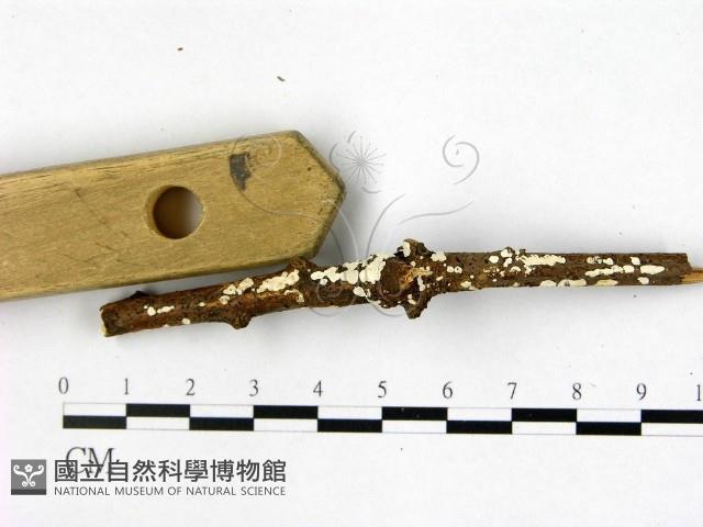 樹狀皮革菌屬藏品圖，第1張