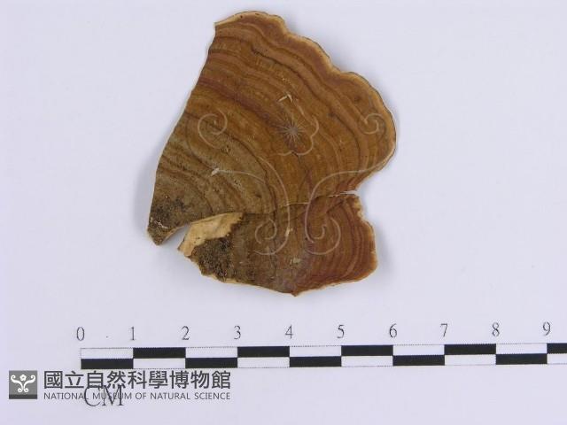 韌革菌屬藏品圖，第1張