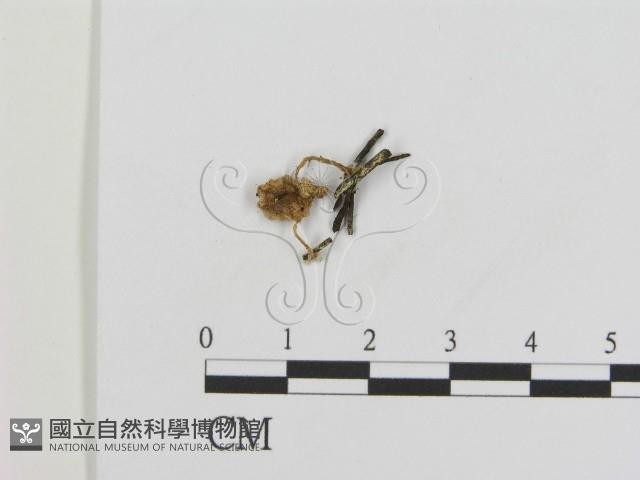 登錄號:F0012454藏品圖，第1張