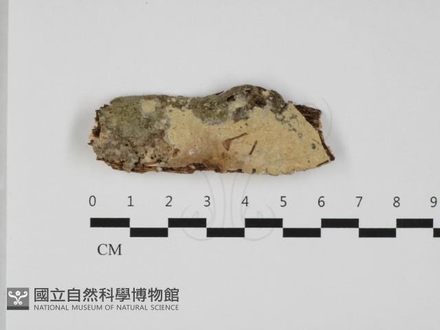 登錄號:F0032454藏品圖，第1張