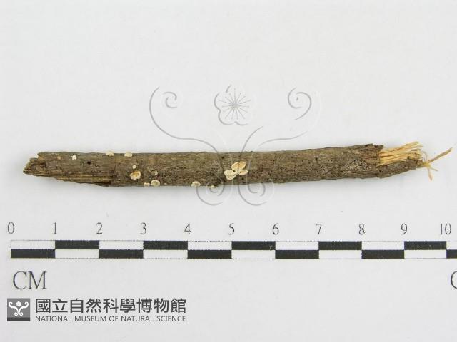 登錄號:F0007454藏品圖，第1張