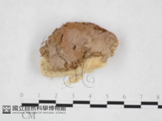 登錄號:F0025454藏品圖，第1張