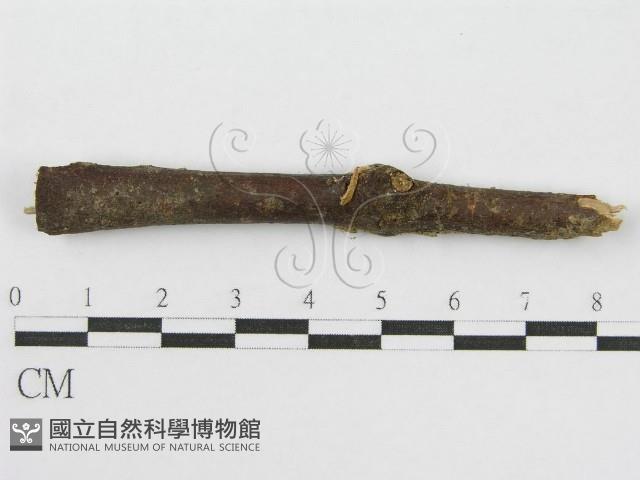 登錄號:F0005454藏品圖，第1張