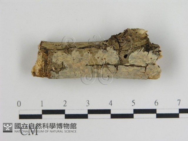登錄號:F0015454藏品圖，第1張