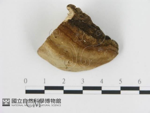 登錄號:F0009454藏品圖，第3張