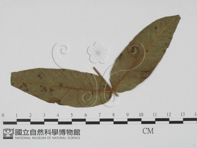 登錄號:F0019454藏品圖，第1張